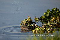 IMDOC3764 Fulica americana.jpg