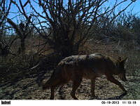 EPRM003 Canis latrans.jpg