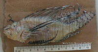 HE009 P 1539 Pez león asiático.jpg