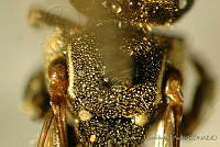 CB_JM_RA0622 Nannotrigona perilampoides.jpg