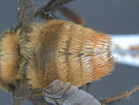 JAMR040 Bombus haueri.jpg