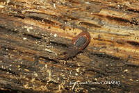JCC0017 Aradus.JPG