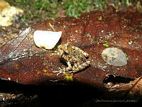 OHO017 Craugastor sp..jpg