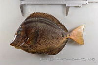 RQTG1332 Prionurus punctatus.jpg