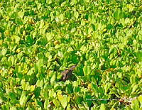 TE001 0175 Hábitat Caiman crocodilus.jpg