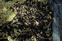 DK1001 Zea mays.jpg