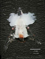 OAC0059 Cavoliniidae, Diacavolinia longirostris.jpg