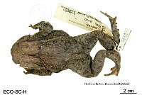 ME006 herp SCLC 0005 Bufo bufo - (Linnaeus, 1758).jpg