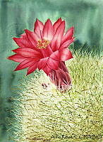 AR0006 Mammillaria senilis.jpg