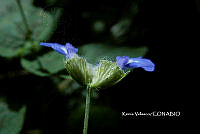 ME010 KV 02601 Salvia lasiocephala Hook. & Arn., 1838.JPG