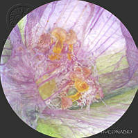 SL3933 Gibasis linearis ssp. linearis.jpg