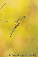 PJ016 0622 Hetaerina americana.JPG