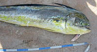 HE009 P 1117 Makaira nigricans.JPG