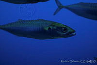 MS0128 Scomber japonicus.jpg