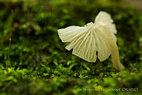 IMDOC1614 Fungi.jpg