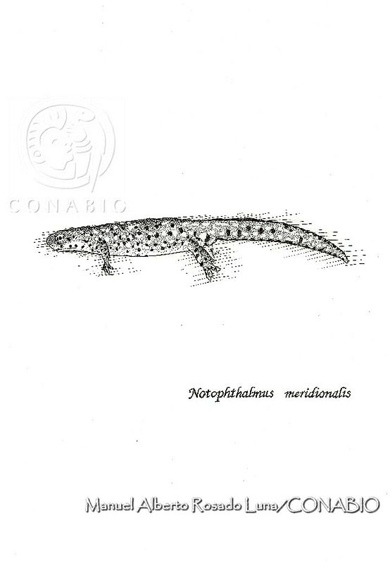 MARL0476%20Notophthalmus%20meridionalis.jpg.qyeu3pj1MWHR6SthQA3g0JtbmFja29CbnFuZ3NAbXJ6LGtwZwA.YtxQuA7z5t