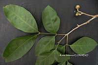 ME010 KV 00913 Guarea glabra Vahl, 1807_.JPG