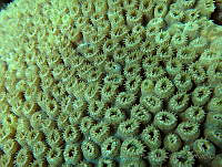 HPE127 Montastraea cavernosa.jpg