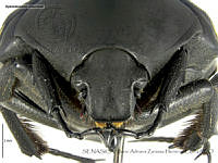 SAZH0339 Gymnetosoma chevrolati.jpg