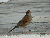 MCS IM0147 Turdus rufopalliatus ssp. Graysoni.jpg