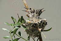 VHL0322 Calypte costae.jpg