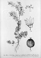 3037 Coriandrum sativum.jpg