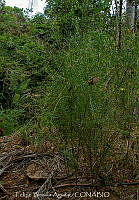 FBA1235 Crotalaria purdieana.jpg