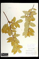 101806 Quercus coccolobifolia.jpg