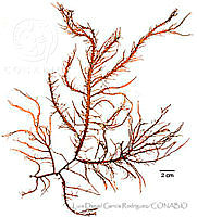 LDGR032 Tacanoosca uncinata.jpg