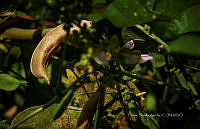FBA1455 Mucuna pruriens.jpg
