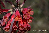 ORGRO224 Bryophyllum delagoense .jpg