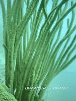NE018 0156 Plexaurella.jpg