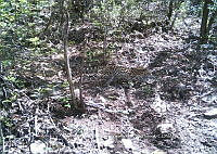 UR006 021 Leopardus wiedii.jpg
