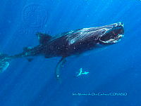 IMDOC6047 Rhincodon typus.jpg
