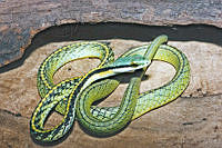 LCMHP013-60 Leptophis diplotropis.jpg