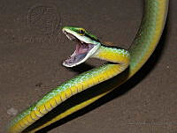 FAC01 Leptophis mexicanus.jpg