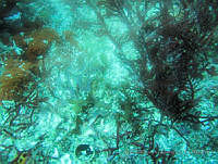 RRR0022 Chnoospora minima.JPG