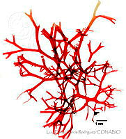 LDGR055 Gloiocladia hoshawii.jpg