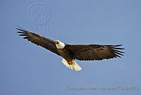 CNS1331 Haliaeetus leucocephalus.jpg
