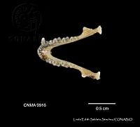 LESS 0448 Lasiurus cinereus cinereus.JPG