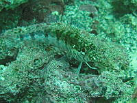 LGHM027 Malacoctenus margaritae.jpg