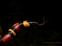 CROO02 Lampropeltis annulata.jpg