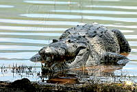IP02 Crocodylus moreletii.jpg