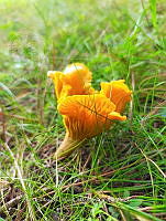 JCDJC 0004 Cantharellus.jpg