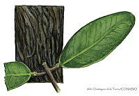 ADDLT0017 Laguncularia racemosa.JPG