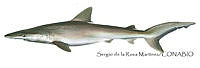 SRM0147 Nasolamia velox.jpg