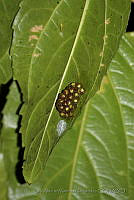 LAMH027 Agalychnis callidryas.jpg