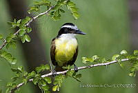 IMDOC0598 Pitangus sulphuratus.jpg