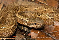 ECA0023 Mixcoatlus barbouri.jpg