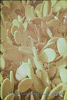 FGM2734 Opuntia microdasys.JPG